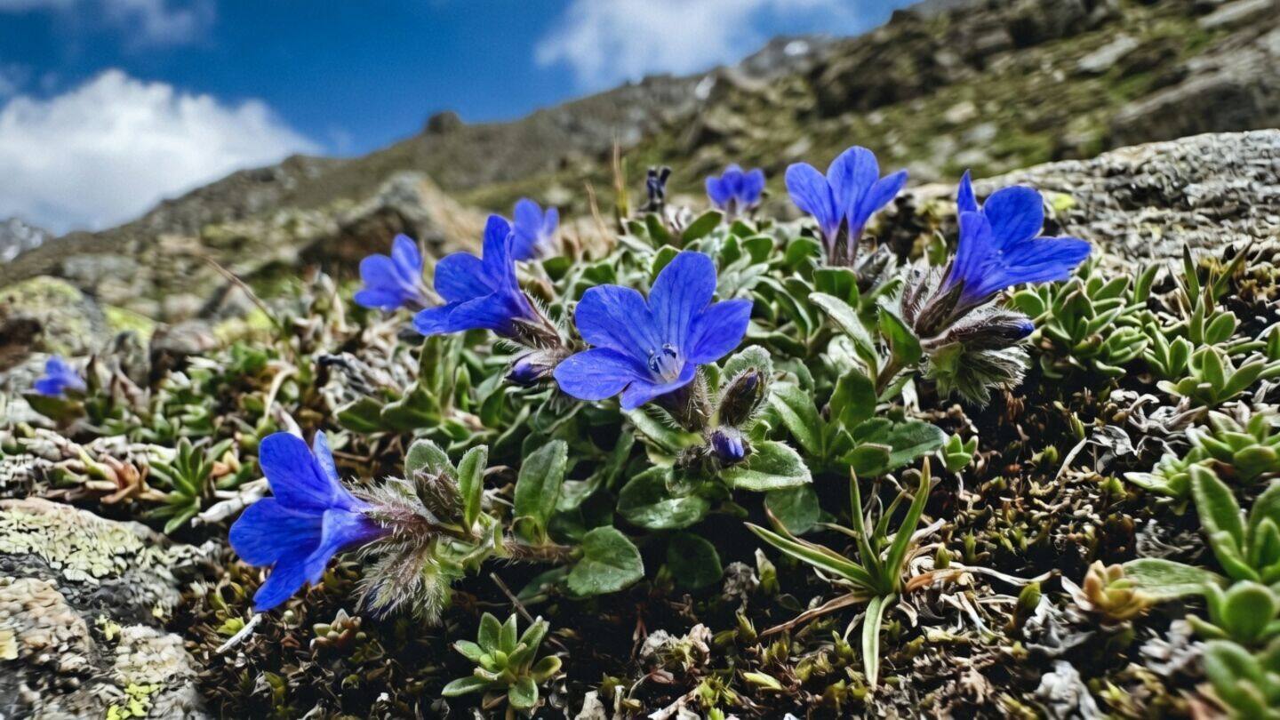 Cyananthus hookeri rediscovered in Arunachal Pradesh after 158 years