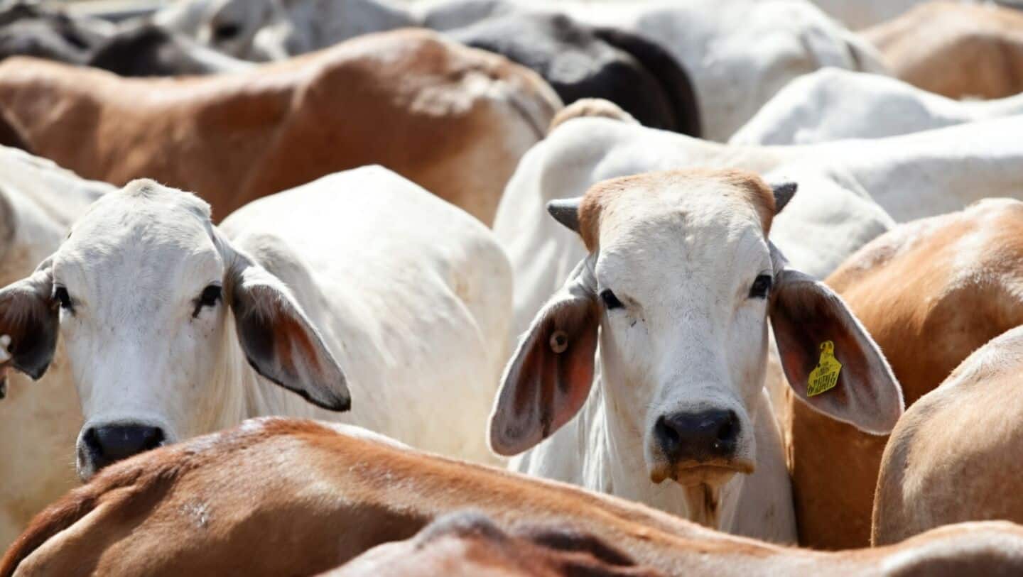 West Bengal requires dual certificates to slaughter cattle or buffaloes