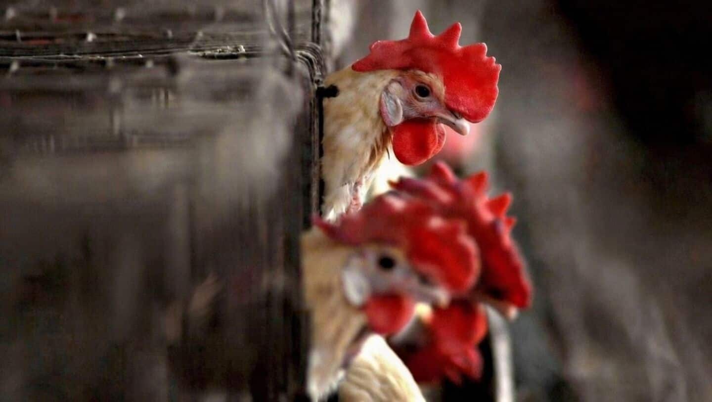 Authorities cull almost 400,000 chickens in Navapur Maharashtra H5N1 outbreak