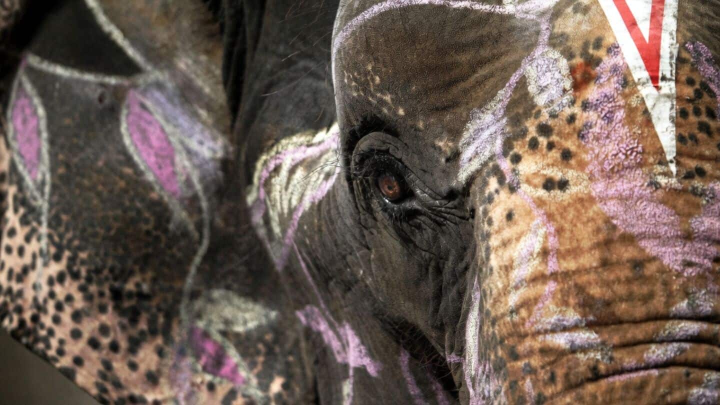 Kolhapur's Madhuri to receive fortnightly checks and female elephant meetups