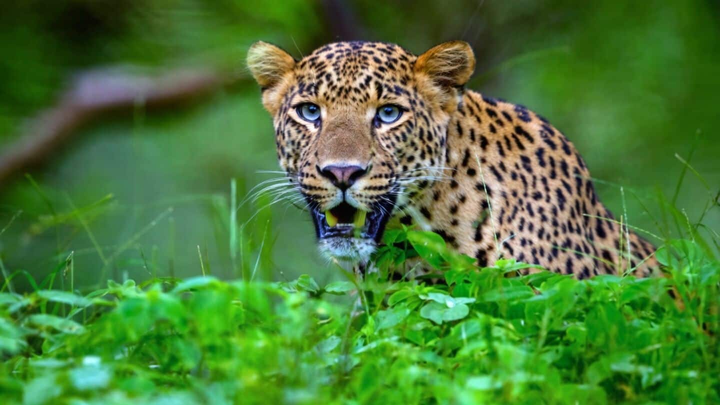 Bahraich leopard attacks kill Rajveer, injure toddler Lado amid flooding