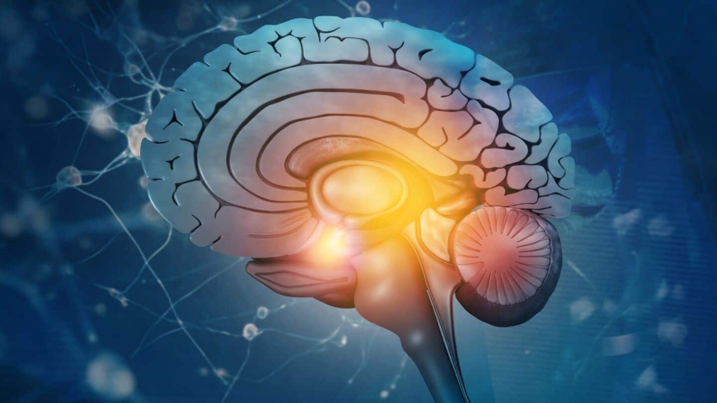 Stanford scientists grow human cortical organoids in mice showing activity