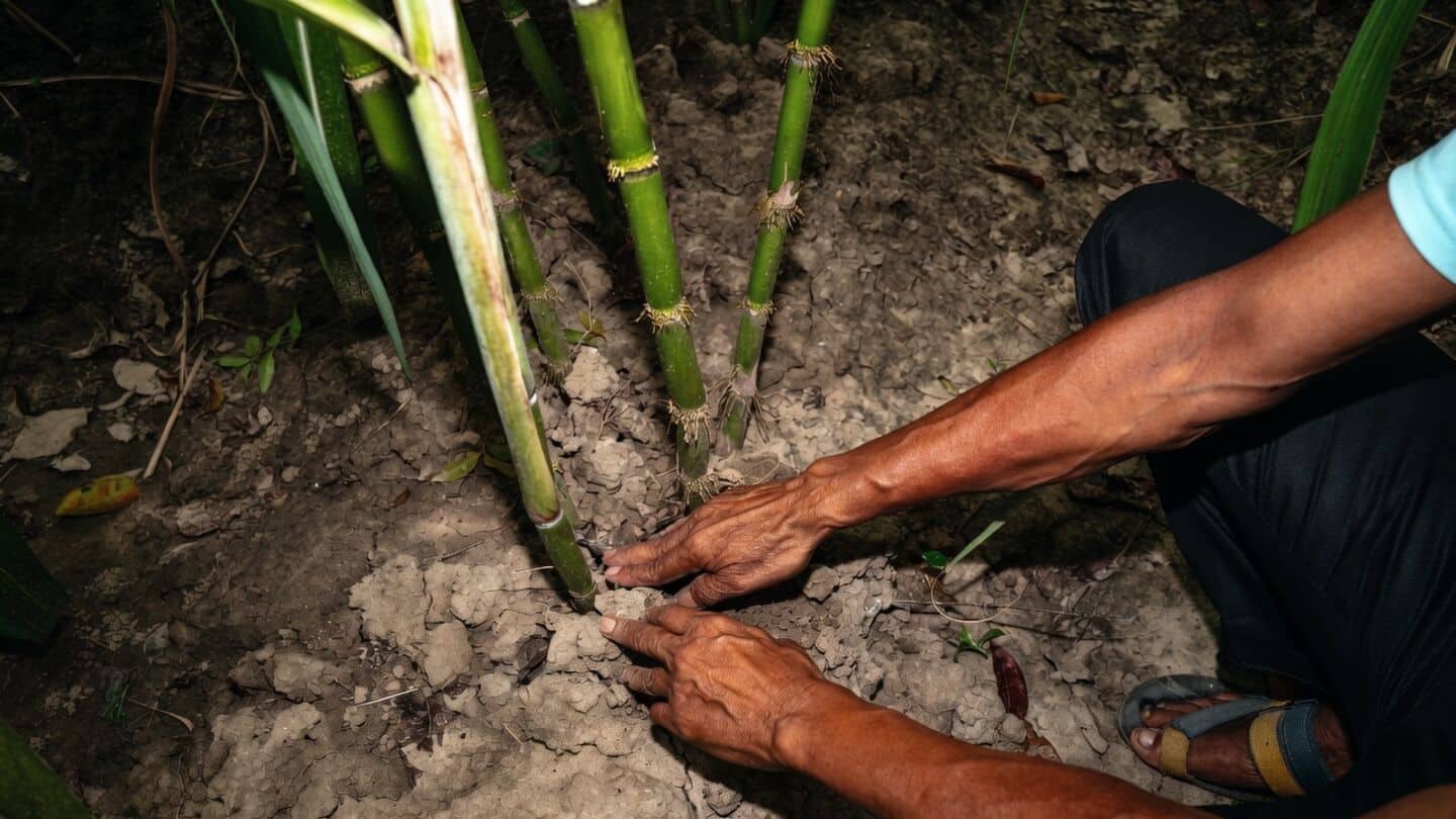 India's driest monsoon in over 10 years strains food production