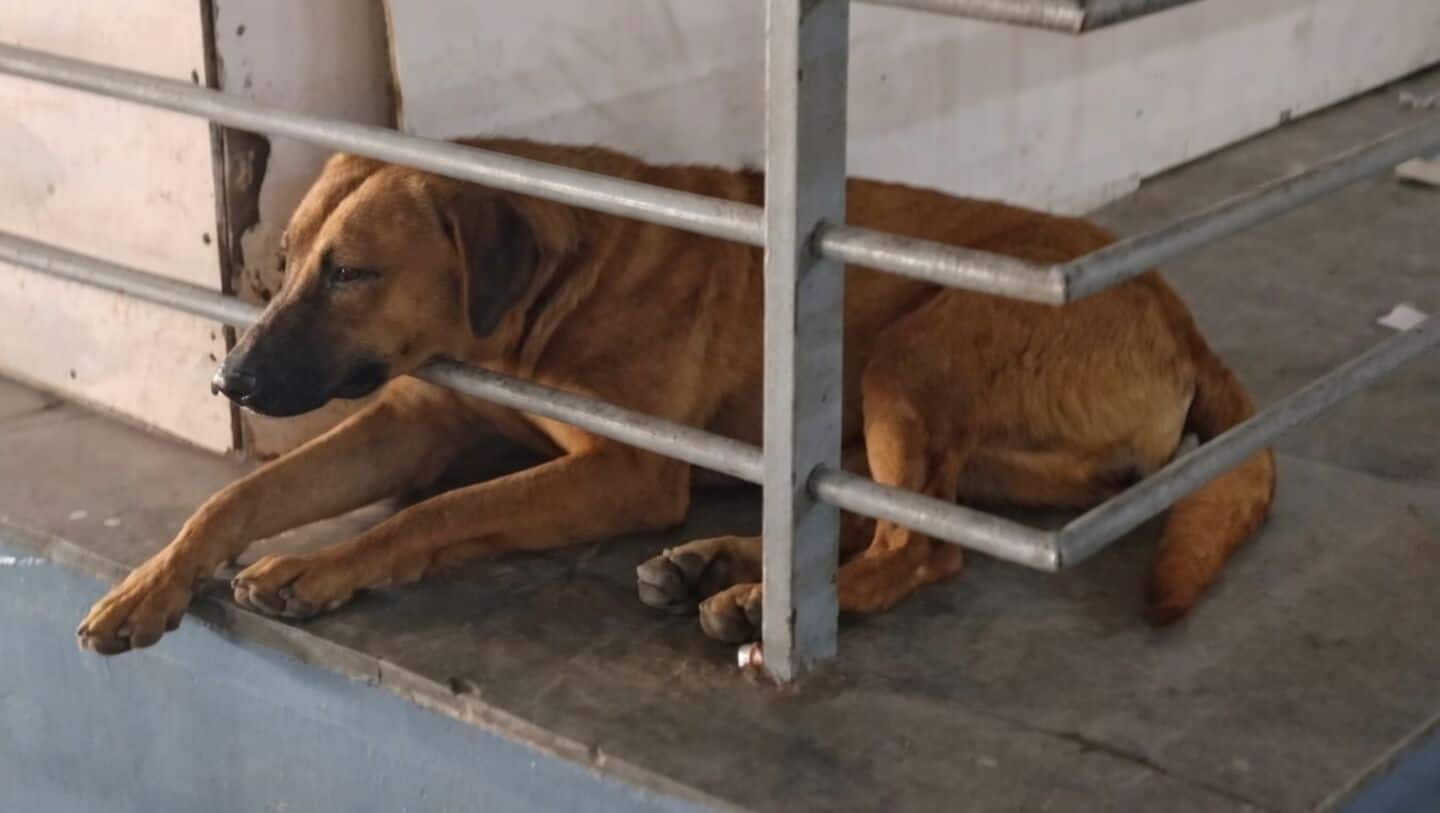 Delhi Airport acknowledges terminal community dogs under regular veterinary care