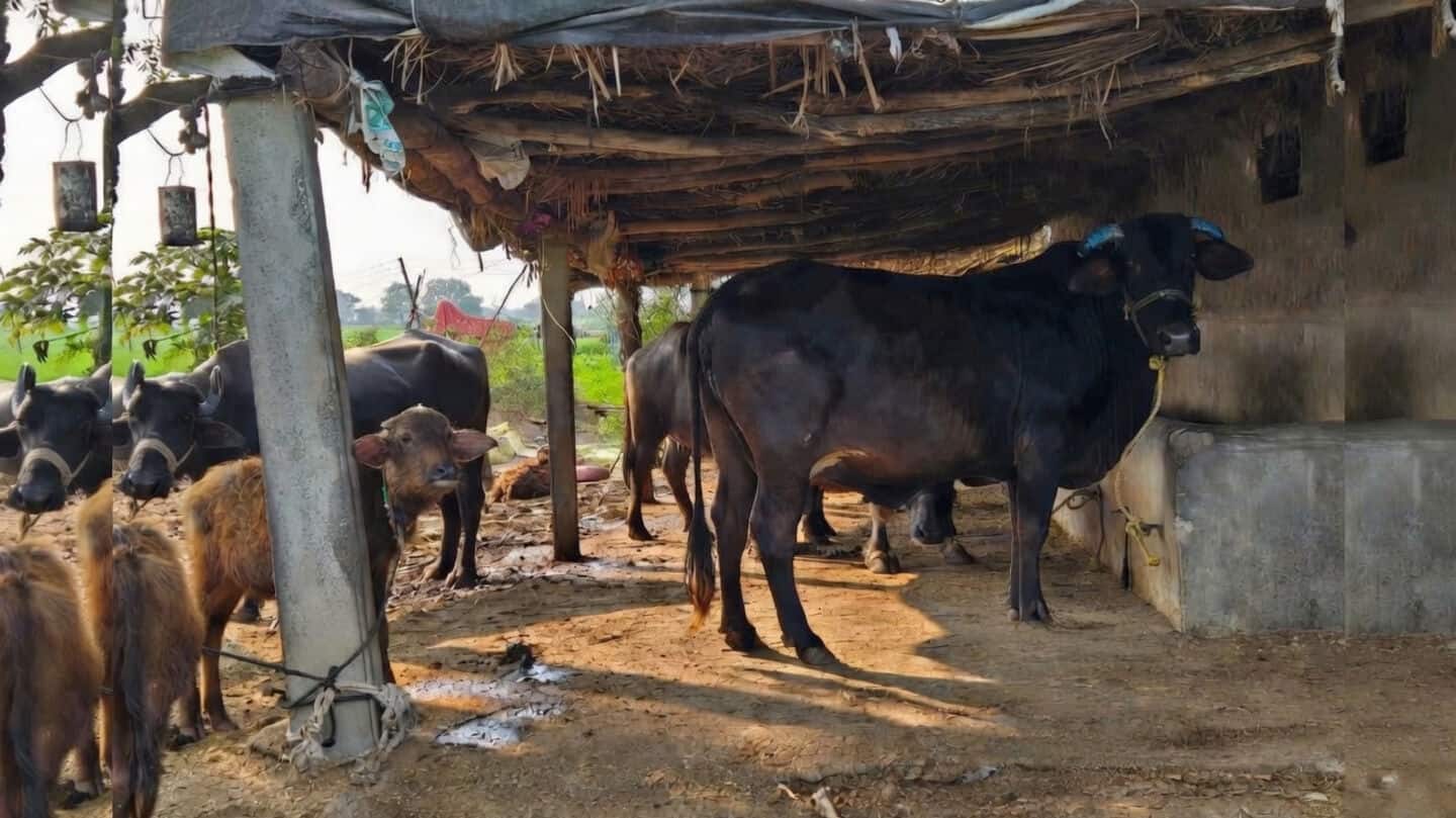 How saffron tags will help MP manage stray cattle menace