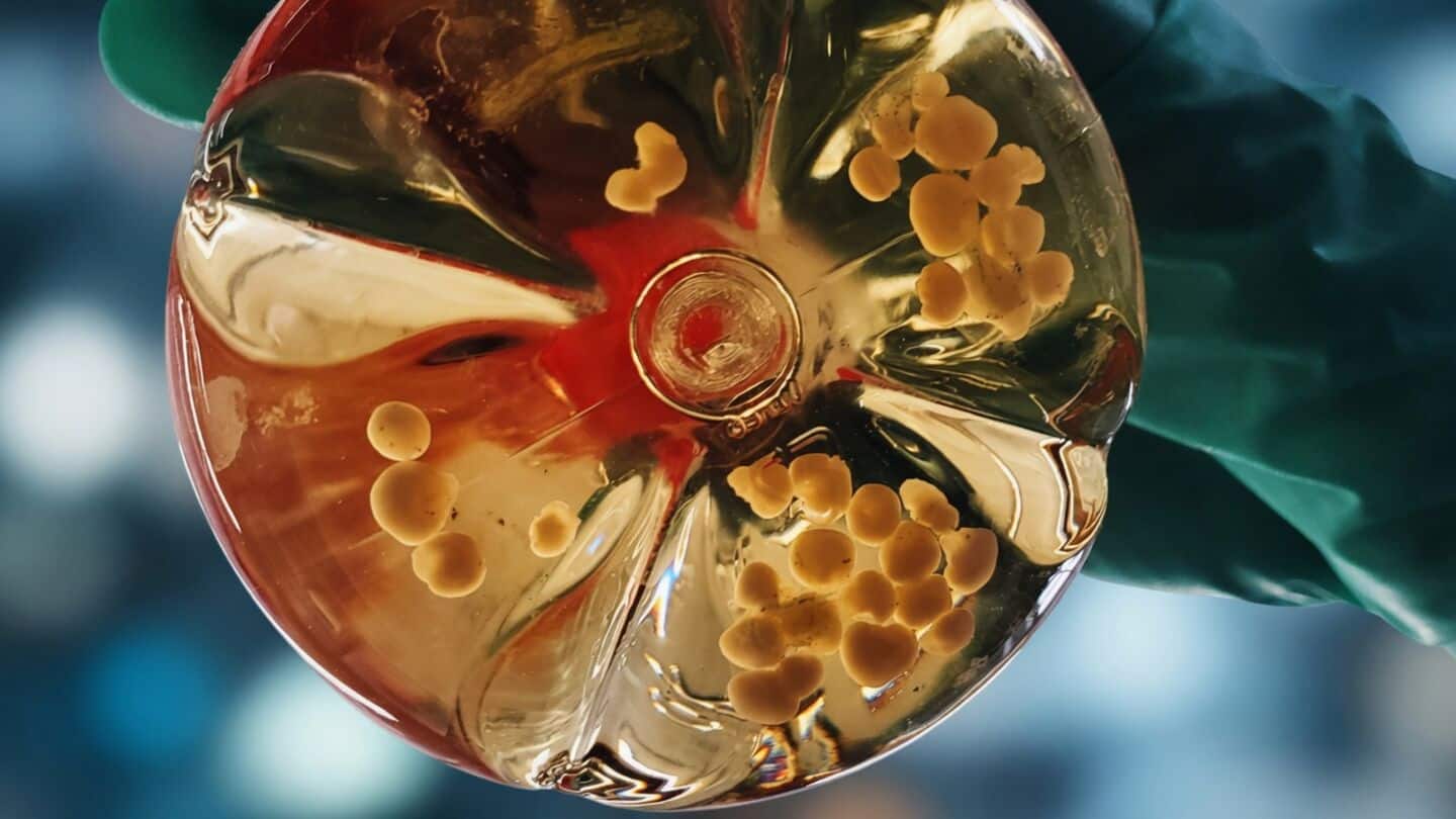 University of Tokyo links human organoids to probe brain activity