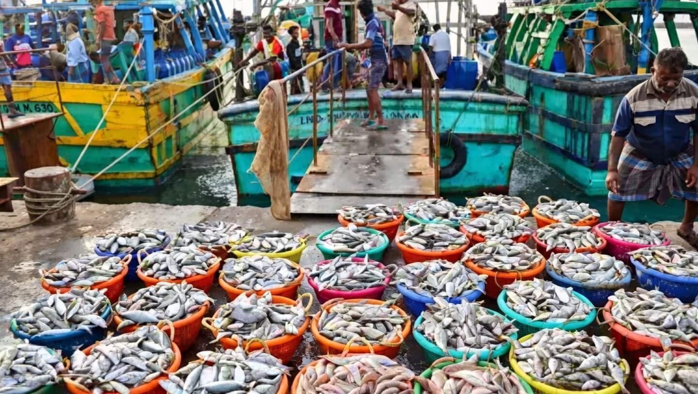 India's seafood exports grow 11.2% to $8.28 billion in 2025-26