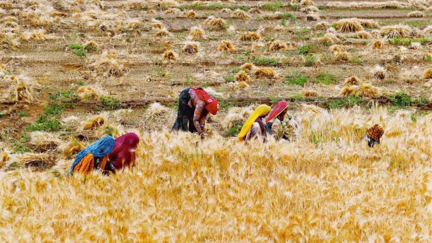 India's foodgrain output to touch record 348.6 million tons