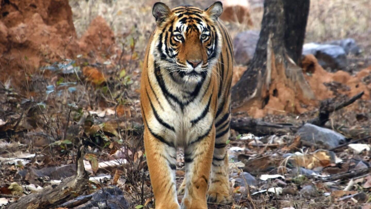 Rajasthan tiger population rises to 149 before International Tiger Day