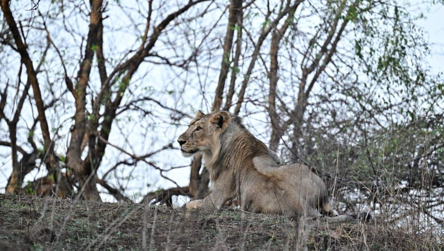 Asiatic lion cubs die in Gujarat, Babesia suspected, officials monitor