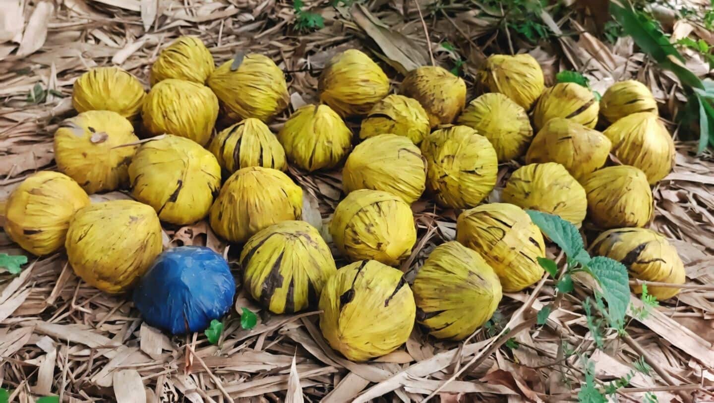 Kot villagers in Birbhum find 31 live bombs, police cordon