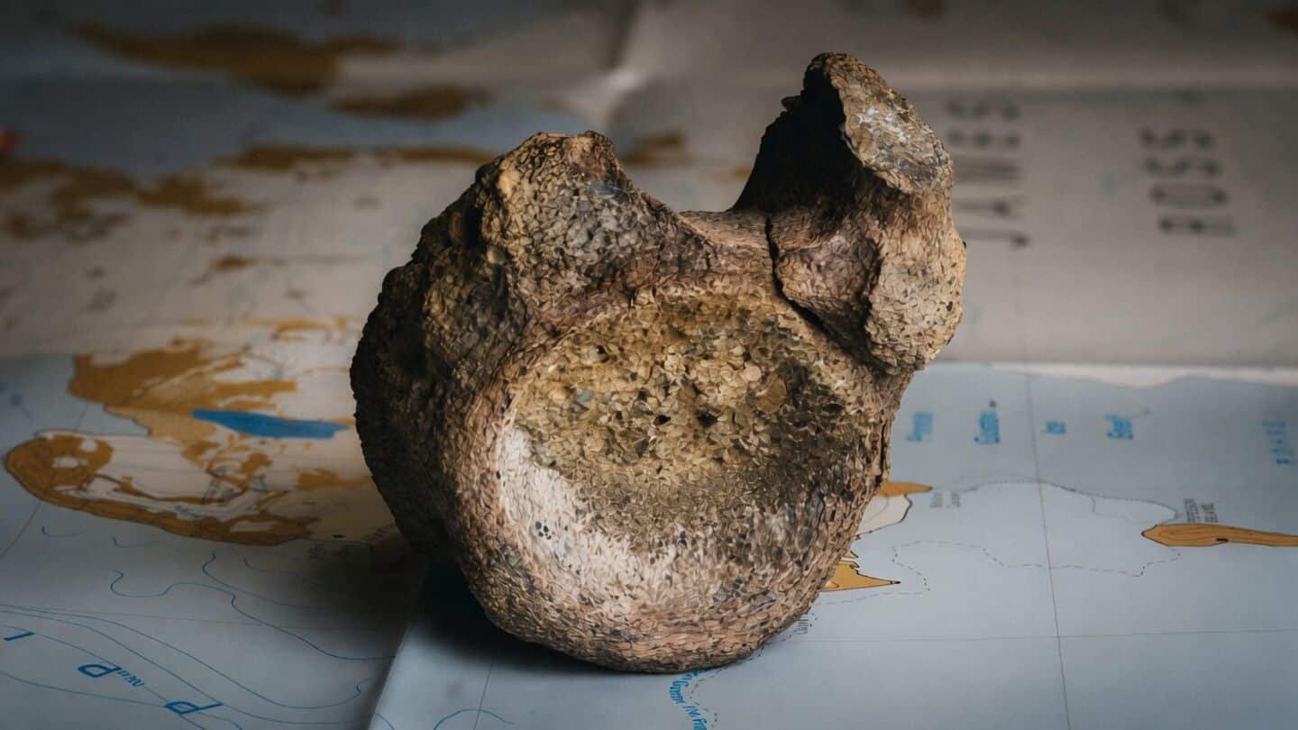 First Antarctic dinosaur fossil identified as titanosaur tail bone