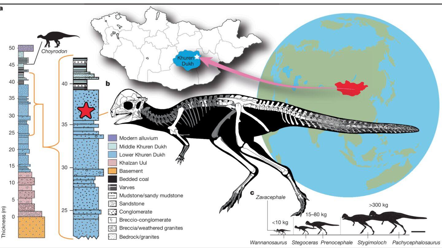 New dinosaur fossil reveals secrets of ancient pachycephalosaurs