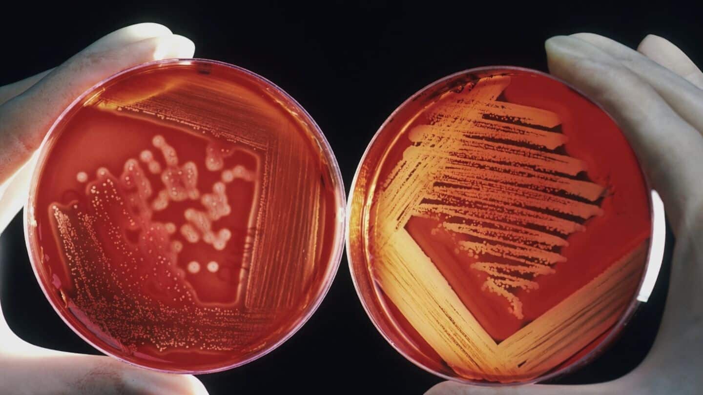 UK scientists use genome science to develop Streptococcus pneumoniae vaccine