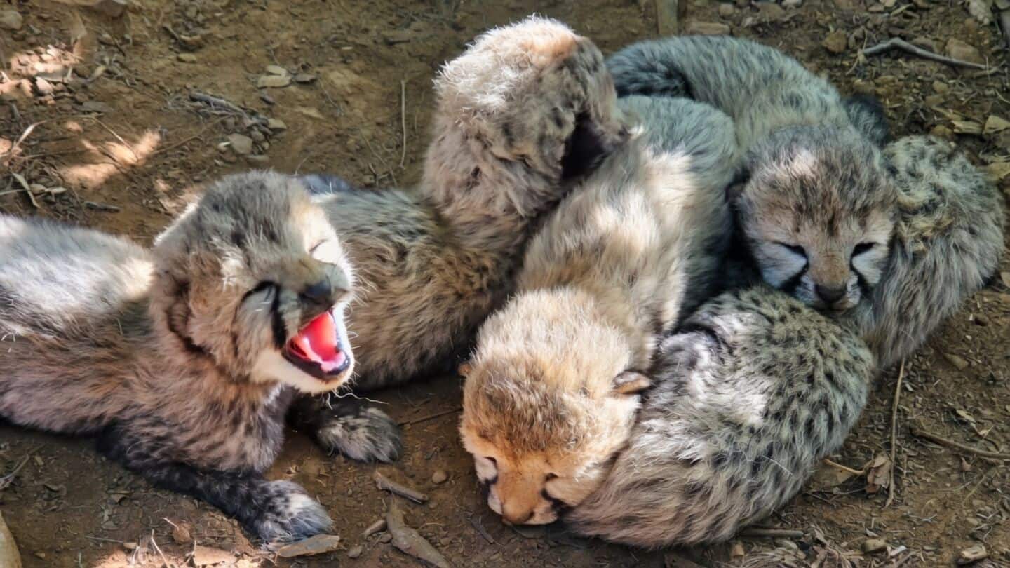 KJP21 gives birth to 5 cubs at Kuno National Park