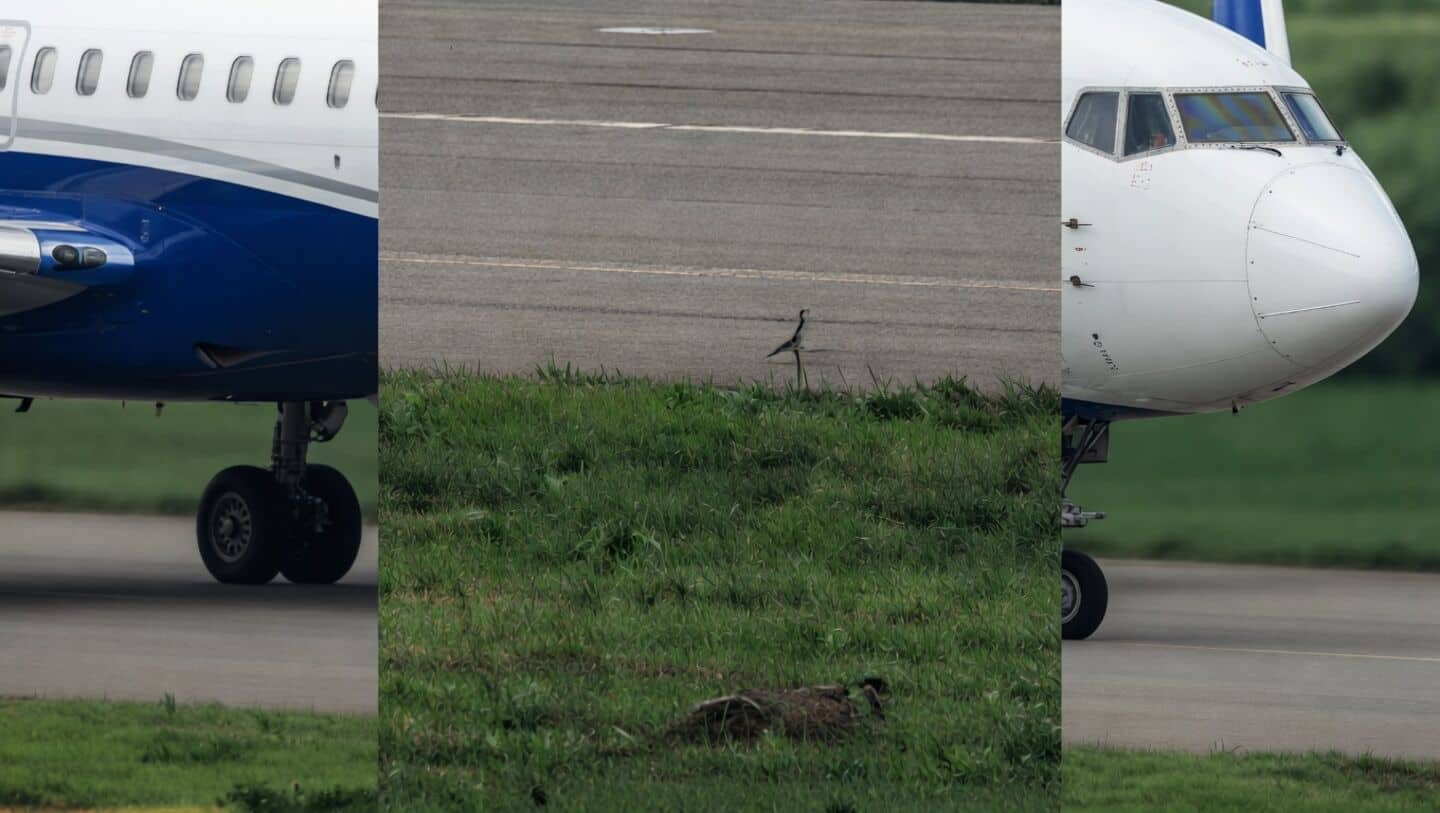 IndiGo flight paused at Dhaka after pilot spots nearby fox