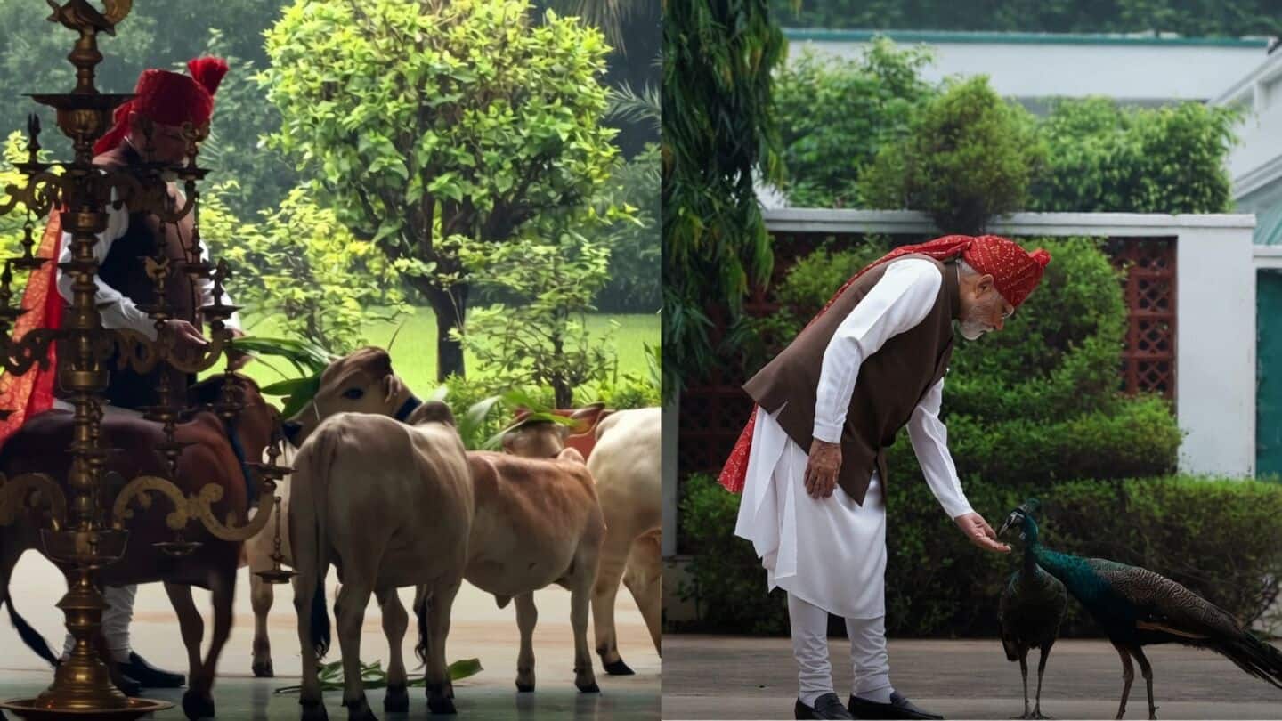Modi posts Instagram video feeding cows, peacocks before Independence Day