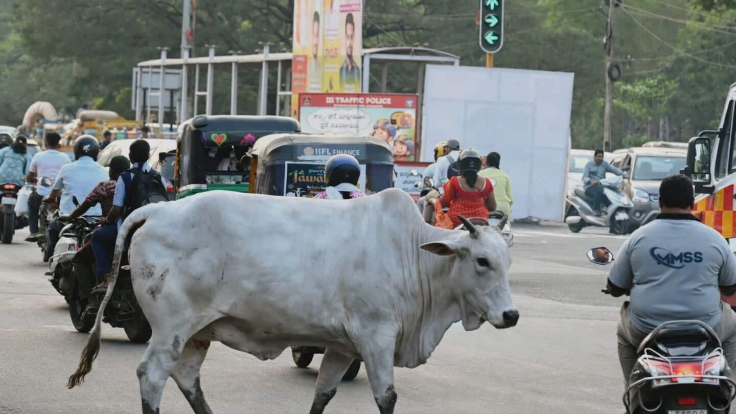 East Delhi BJP councilor Shashi Chandna injured by stray cattle