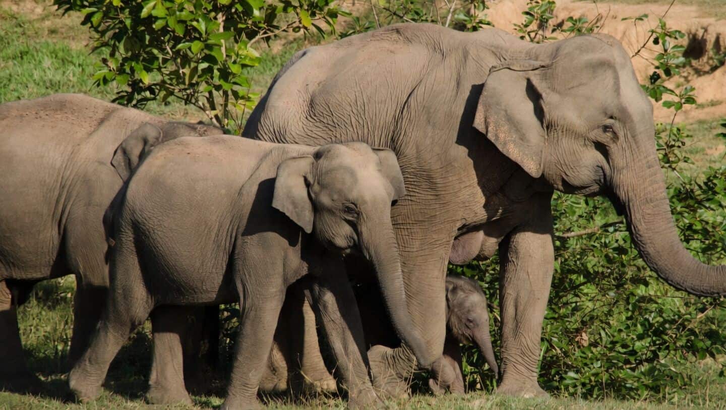 Karnataka MLA seeks divine help to reduce elephant-bison encounters