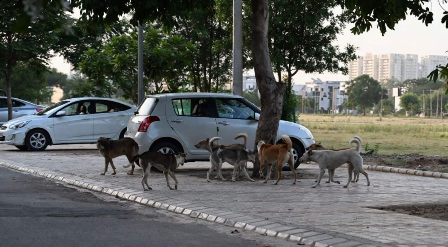 Mohali elections spotlight 9,710 dog bites harming schoolchildren and commuters