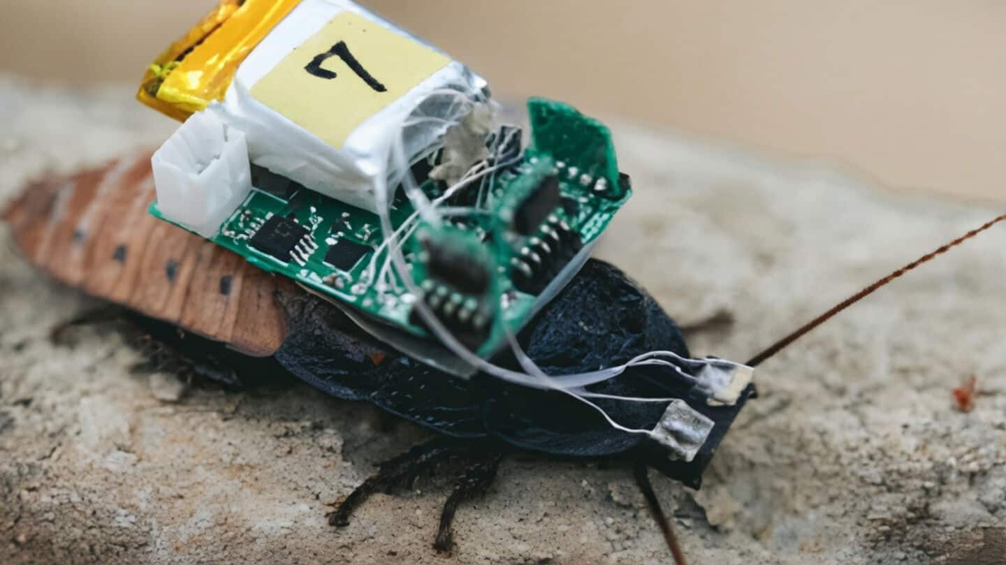 Scientists in Singapore and Japan build cyborg cockroach diving suits