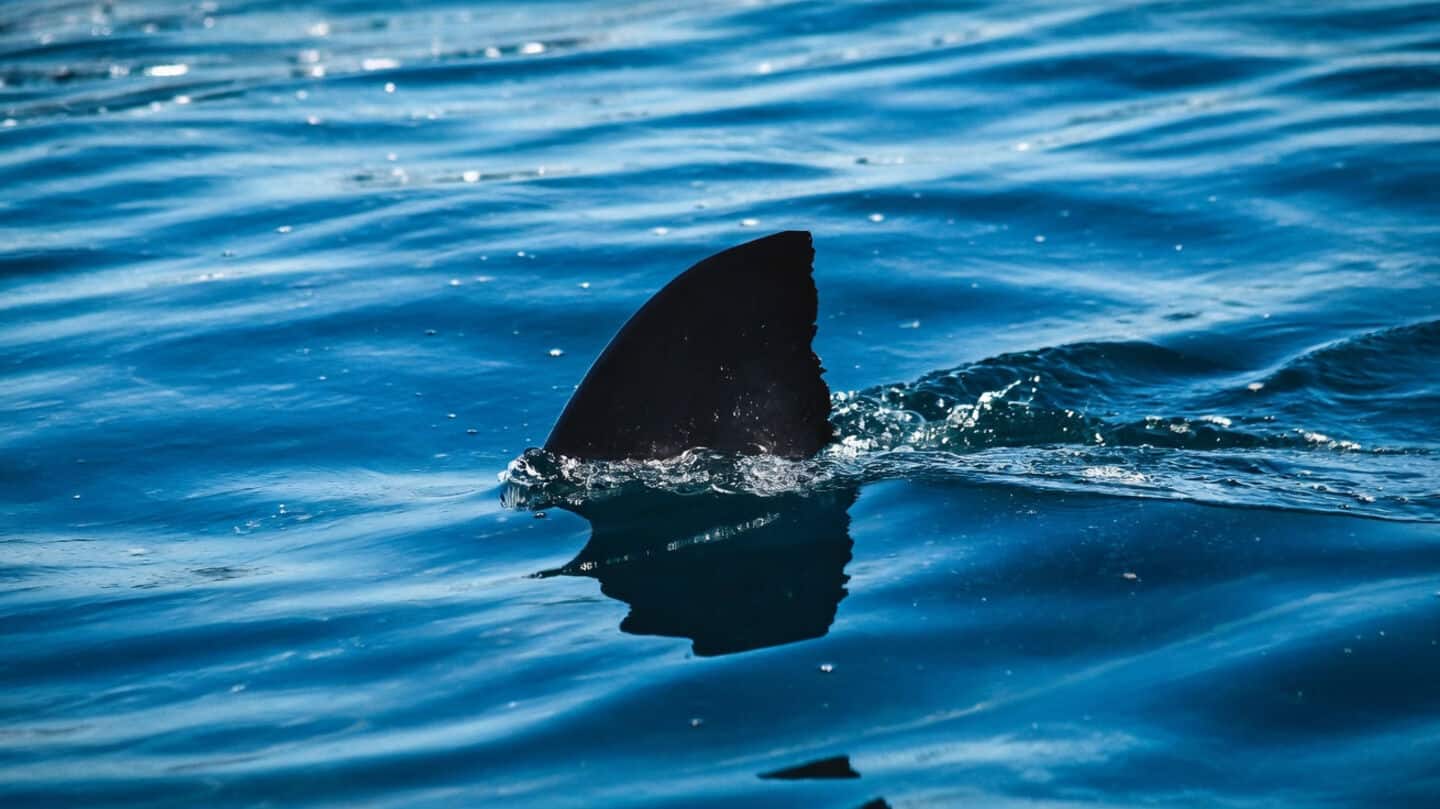 Nor'easter floods Surf City as viral video shows shark fin