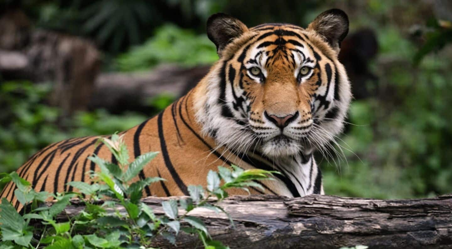 उत्तर प्रदेश में में बाघों की 'दहाड़' हुई बुलंद, संख्या 205 के पार पहुंची