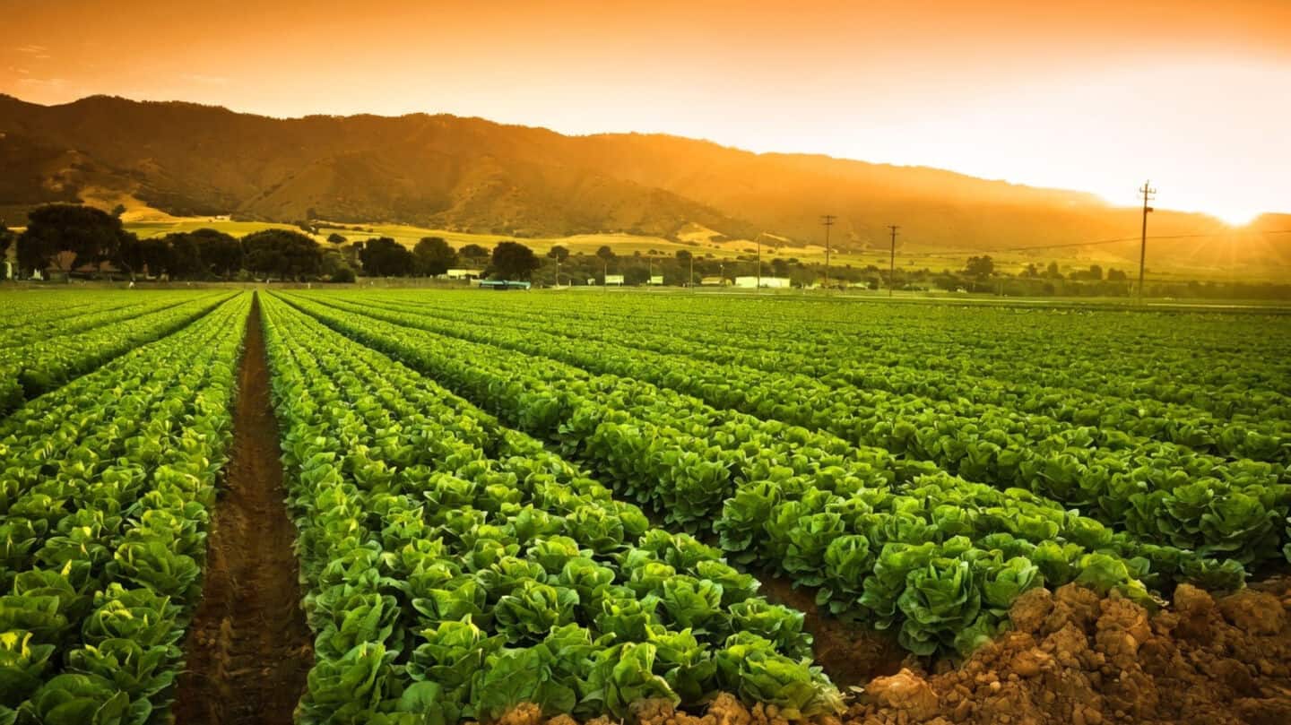 India's monsoon deficit narrows, kharif sowing at 531.25L hectares