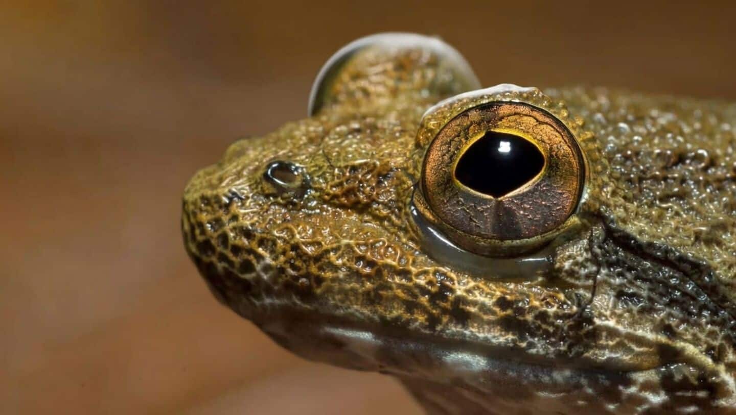 Borneo's fanged frogs are actually just 6 or 7 species