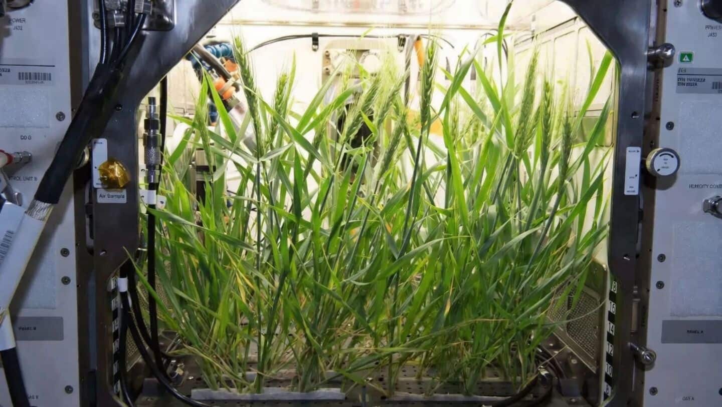 Astronauts may 1 day grow food using their own waste