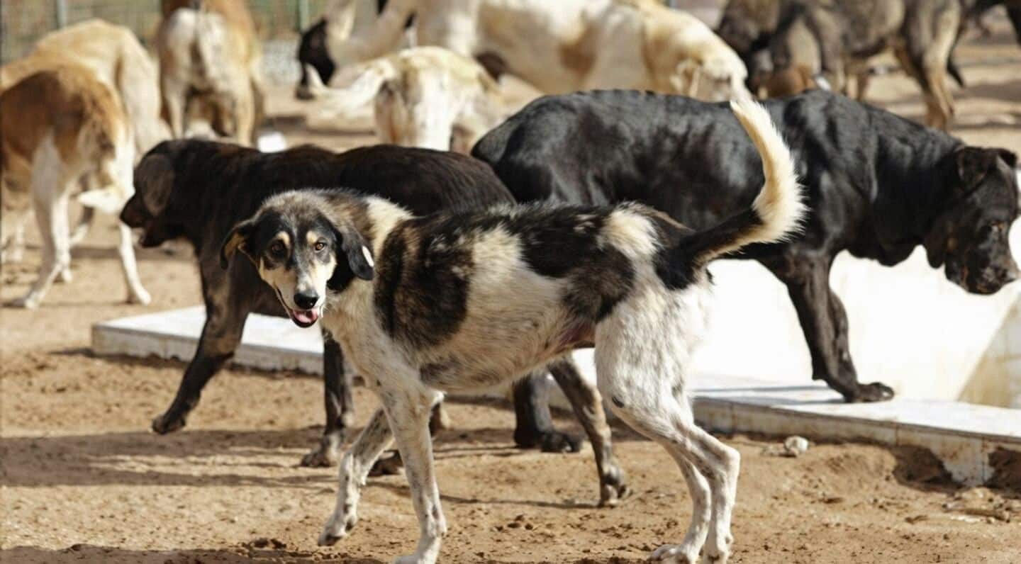 Kerala: Stray dog bites elderly woman to death