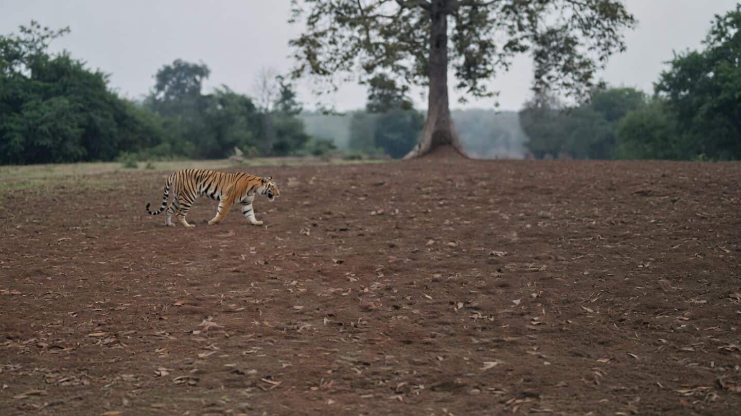 Tiger attacks Sudama Yadav near Veerangana Durgavati Reserve, patient stable