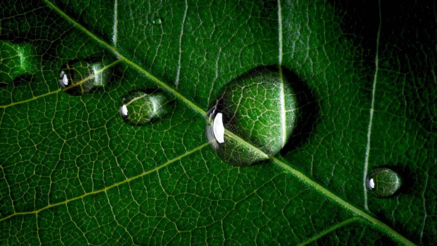 India and European Commission agree continued cooperation on carbon markets