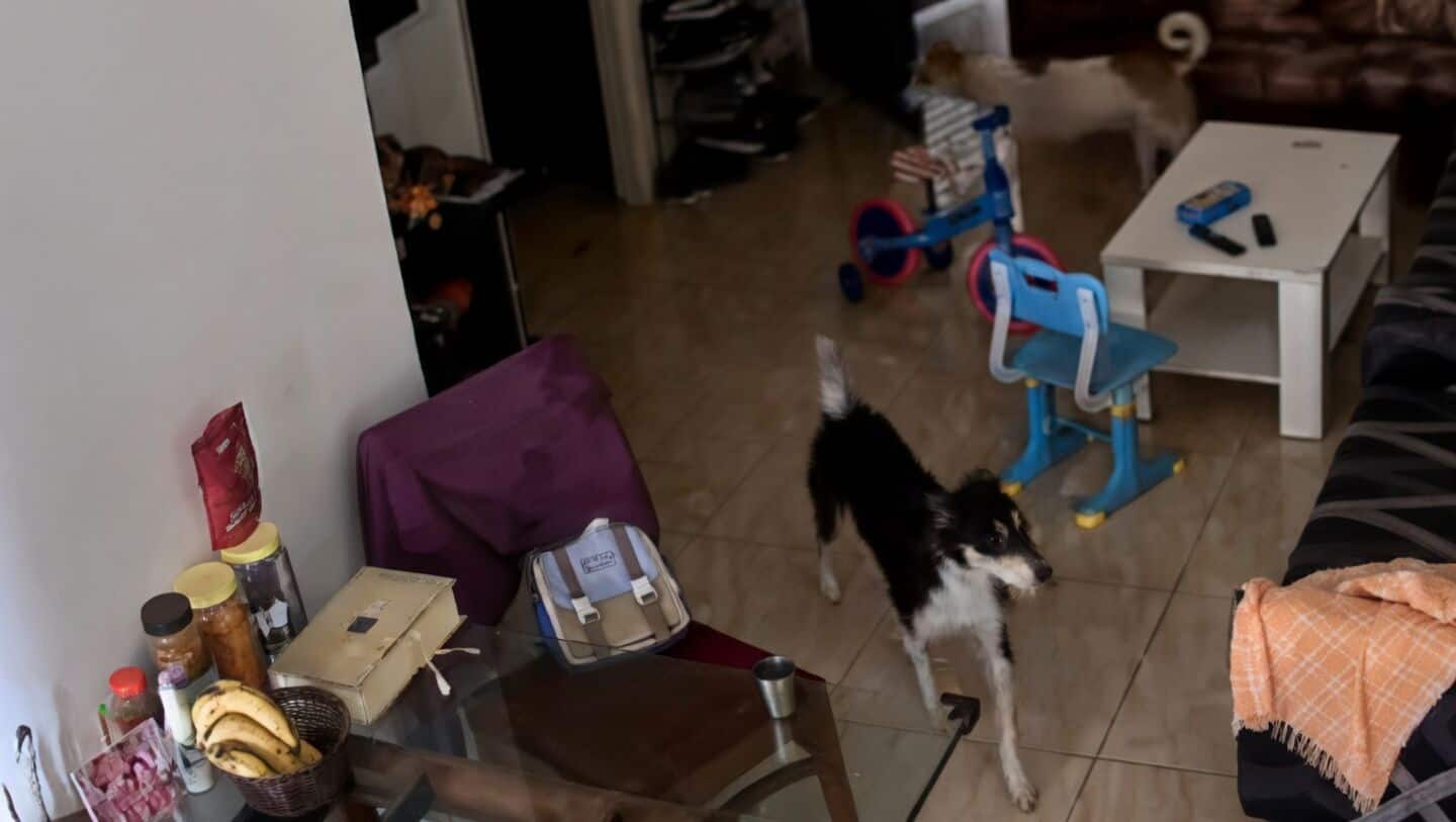 Stray dogs enter Gaur City 2 apartment and toddler unharmed