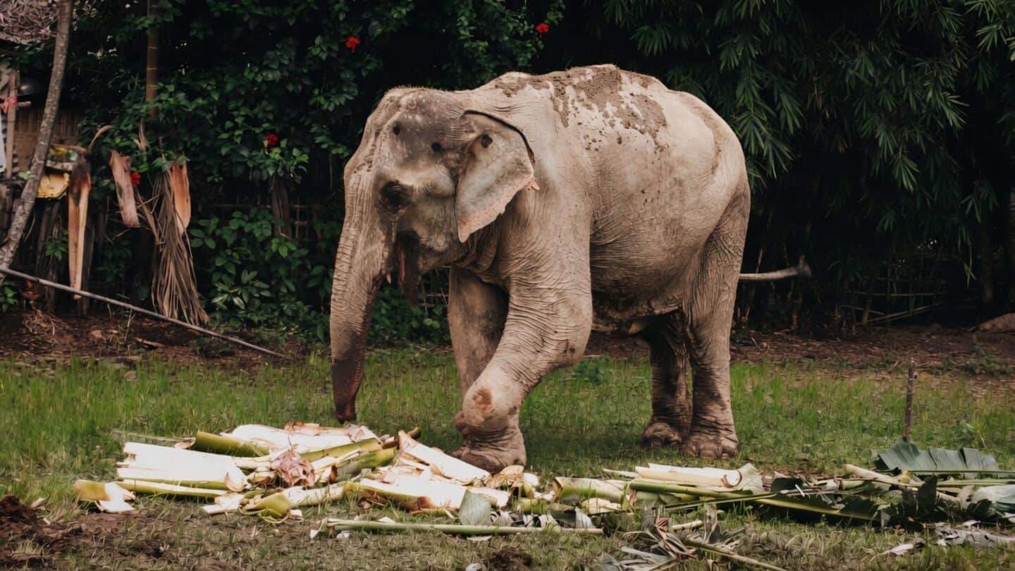 Assam to finalize SOP to curb human wildlife conflicts