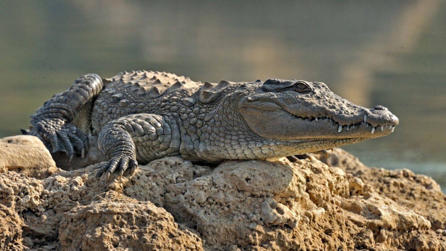 Kolkata: 2 crocodiles escape zoo during heaviest rainfall in 40y