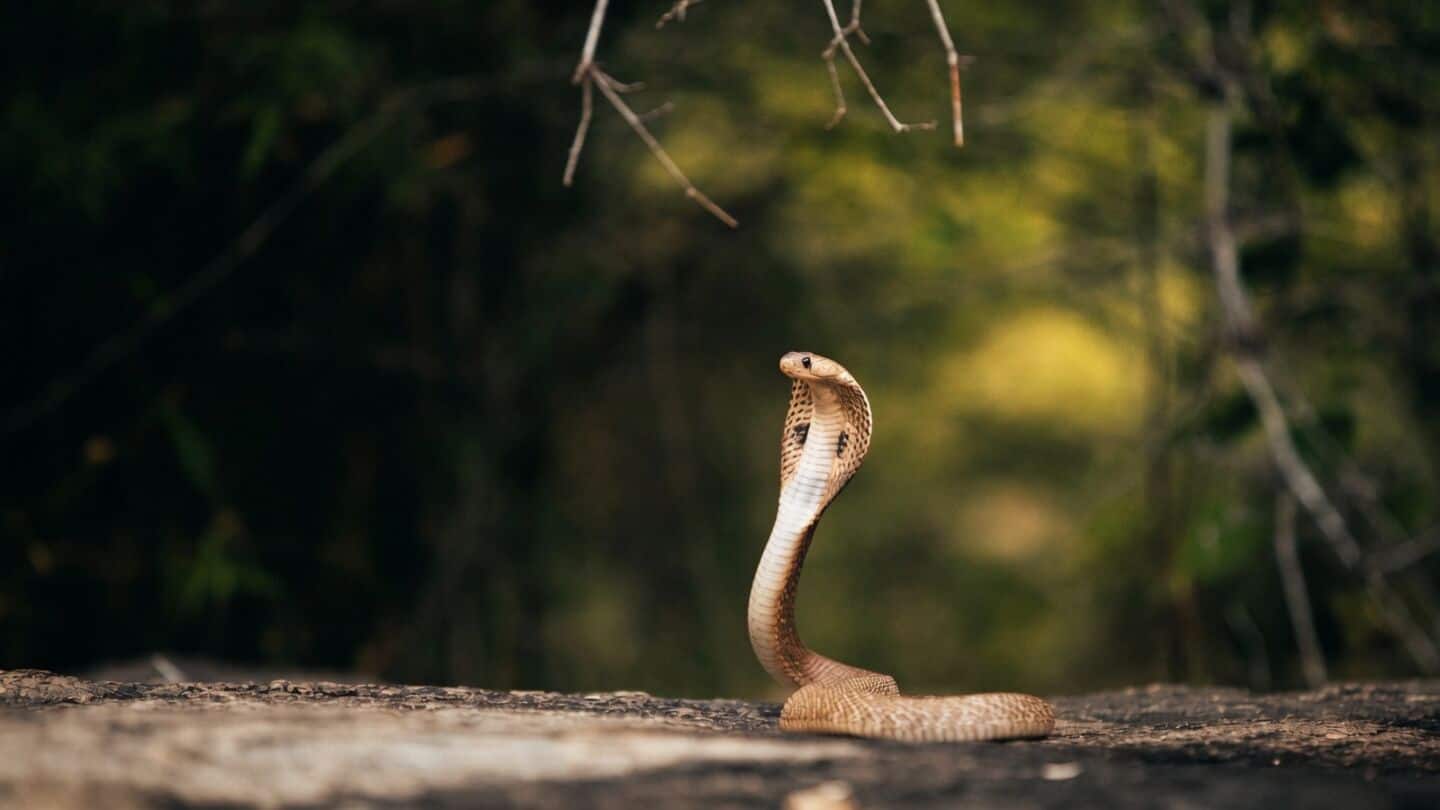 IISc Bengaluru and Danish researchers create microbial cobra antivenom