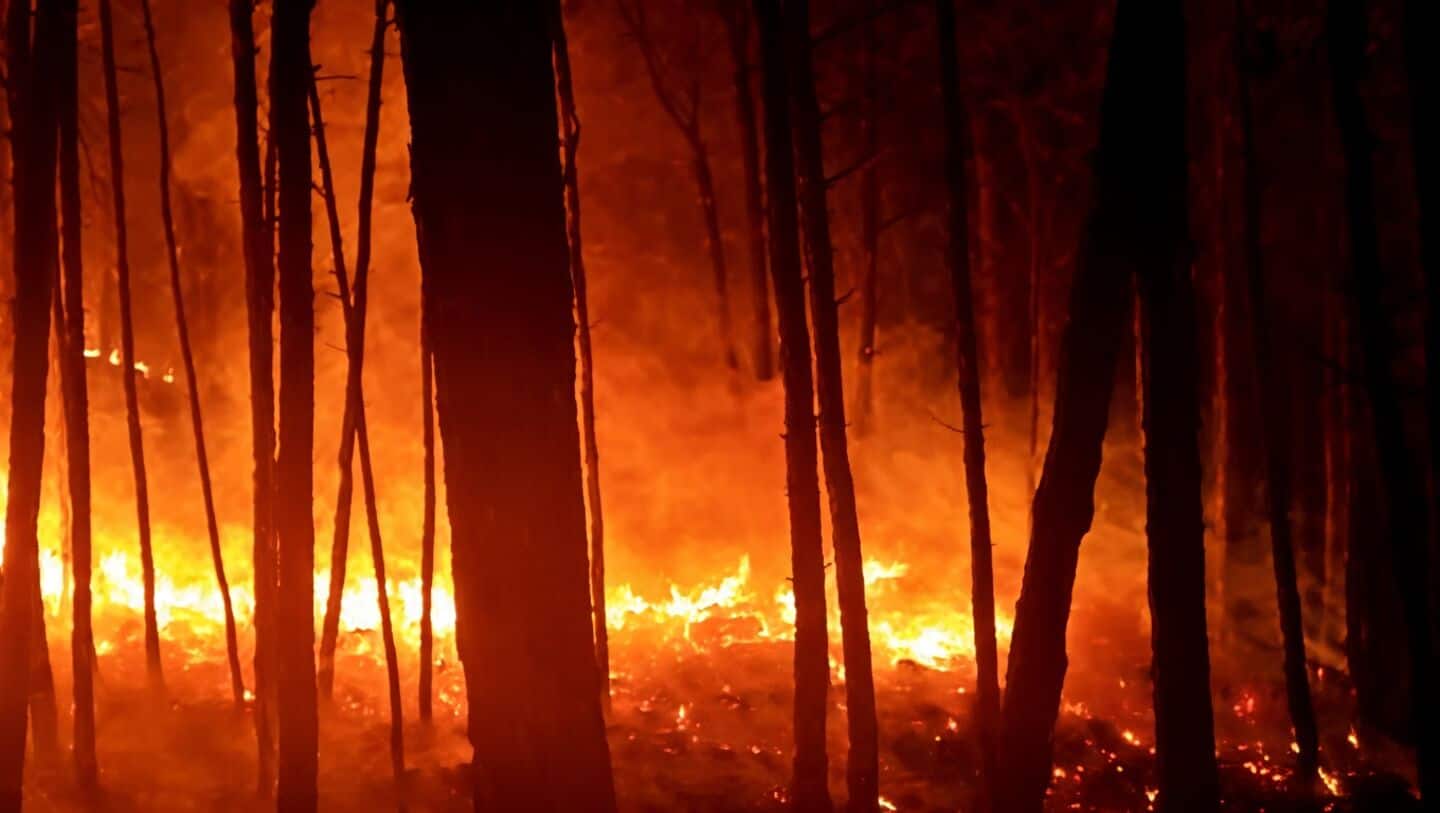 Rajouri district faces over 100 forest fires across 850 hectares