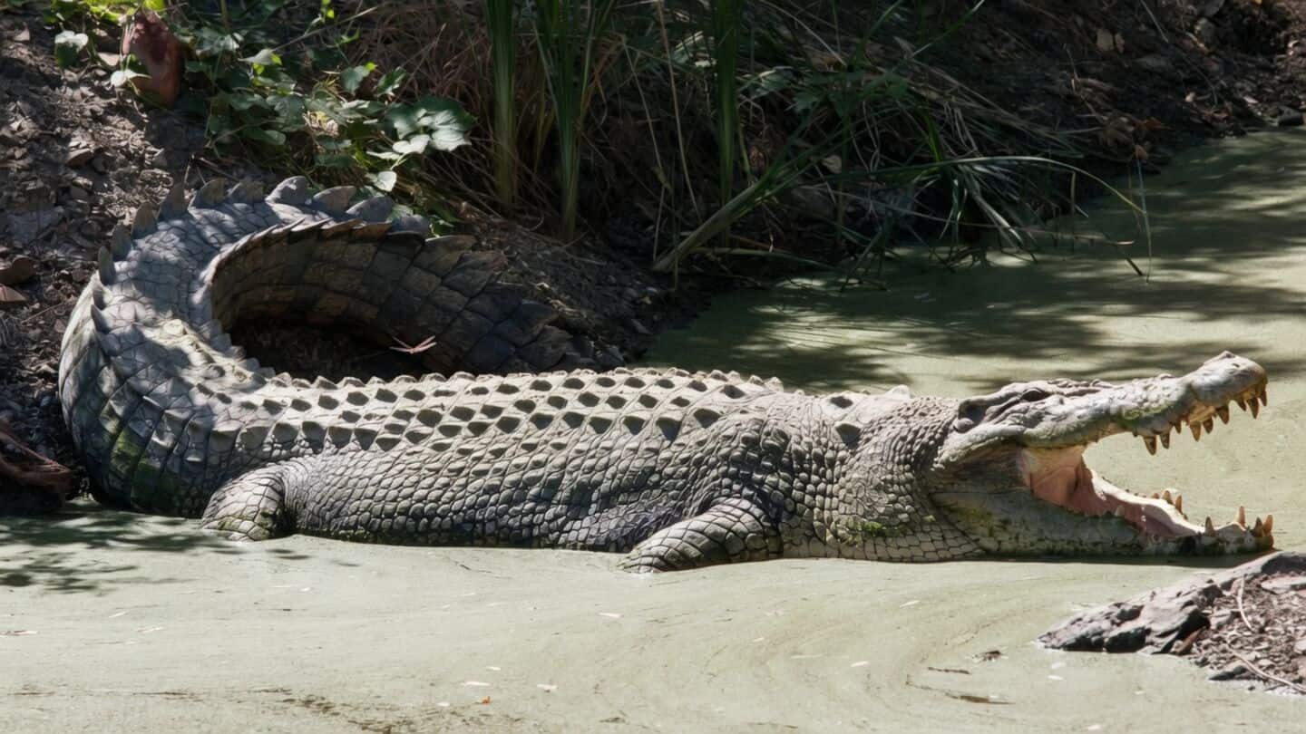 Ye Lin charged for AI crocodile image at Pandan Reservoir