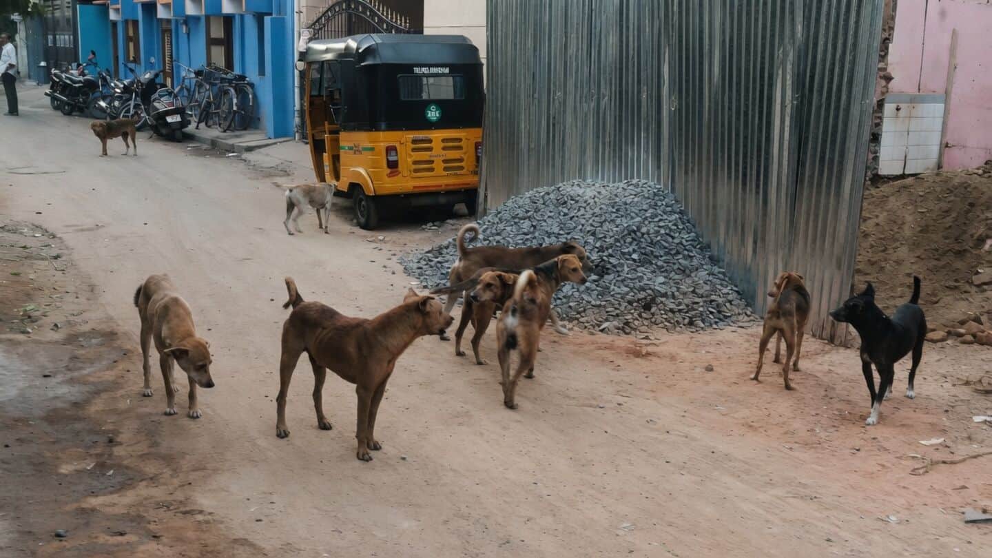 Chennai eyes ₹25,000 fine for dog abandonment if approved