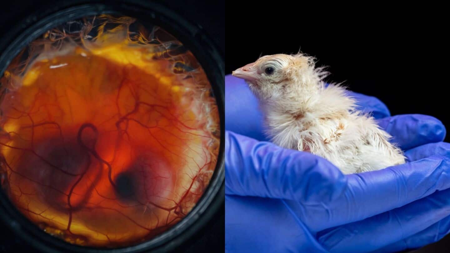 Colossal Biosciences hatches chicks in shellless silicone membrane eggs