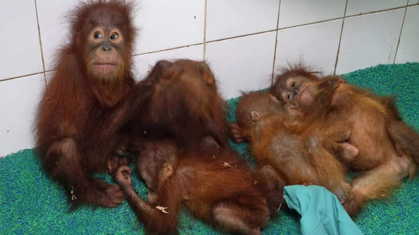 Rescued Odisha orangutans settling at Nandankanan with music therapy
