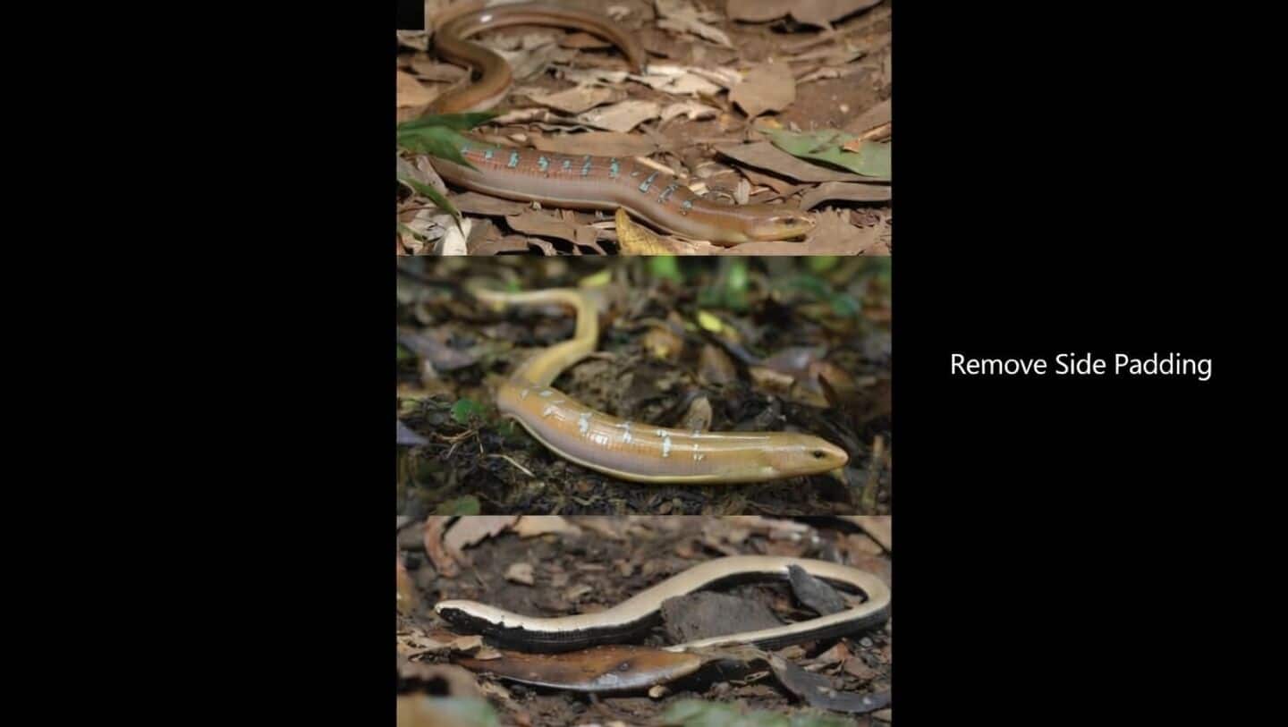 Taiwan scientists identify new legless lizard after over 100 years