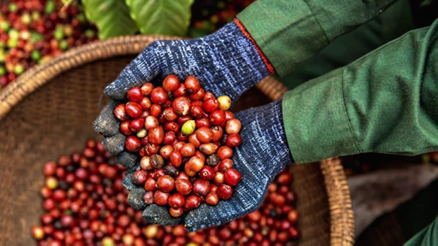 Wingsure's COFFEA platform helps coffee farmers make smarter decisions