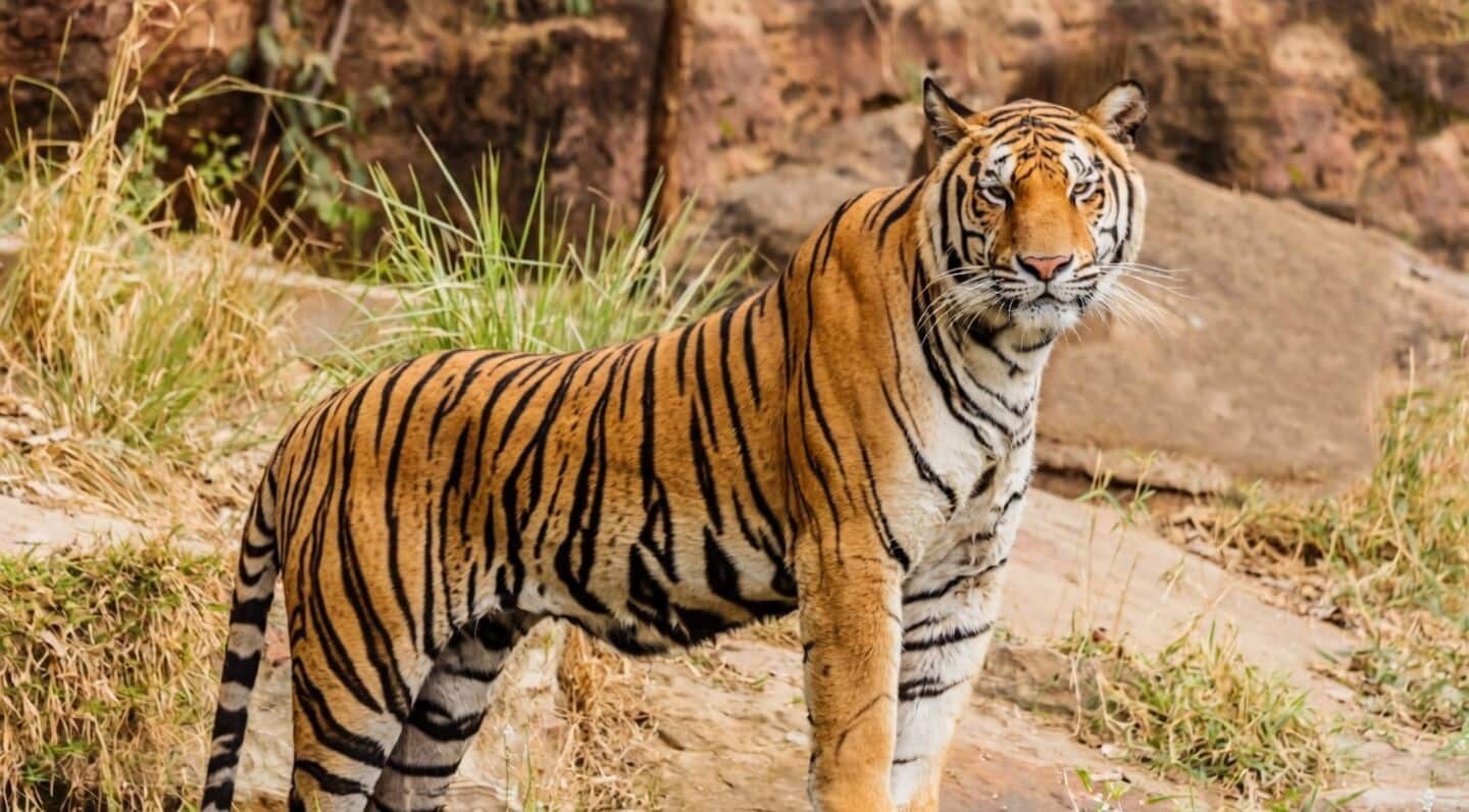 Farmer Vijay Haldar killed by tiger near Valmiki Tiger Reserve