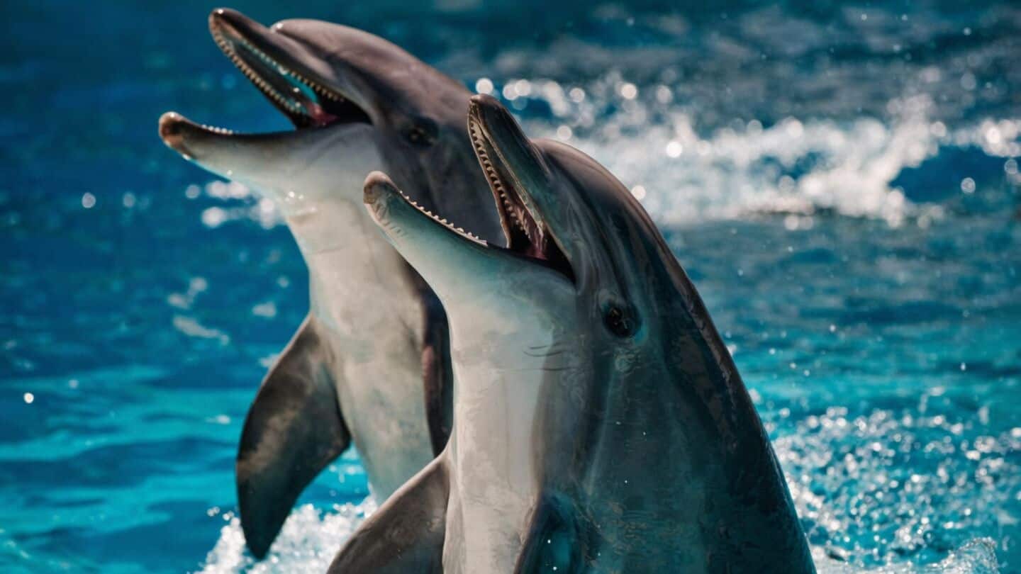 Hervey Bay dolphins display shelling, 1st record outside Shark Bay