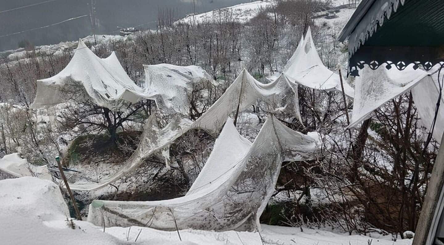 April snowfall and hail hit Himachal apple orchards during flowering