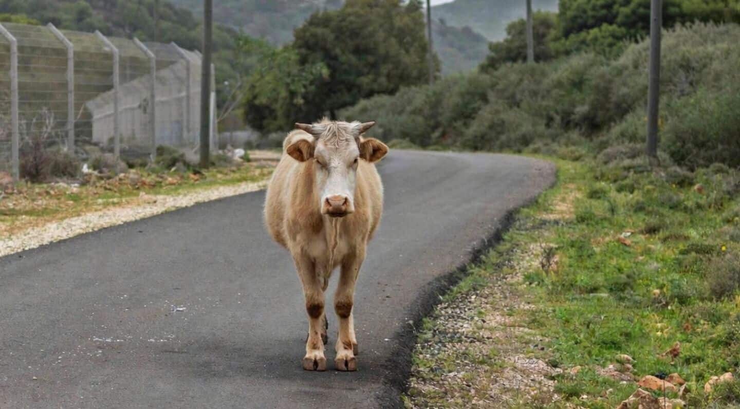 Supreme Court asks Center, states, UTs explain stray cattle issue
