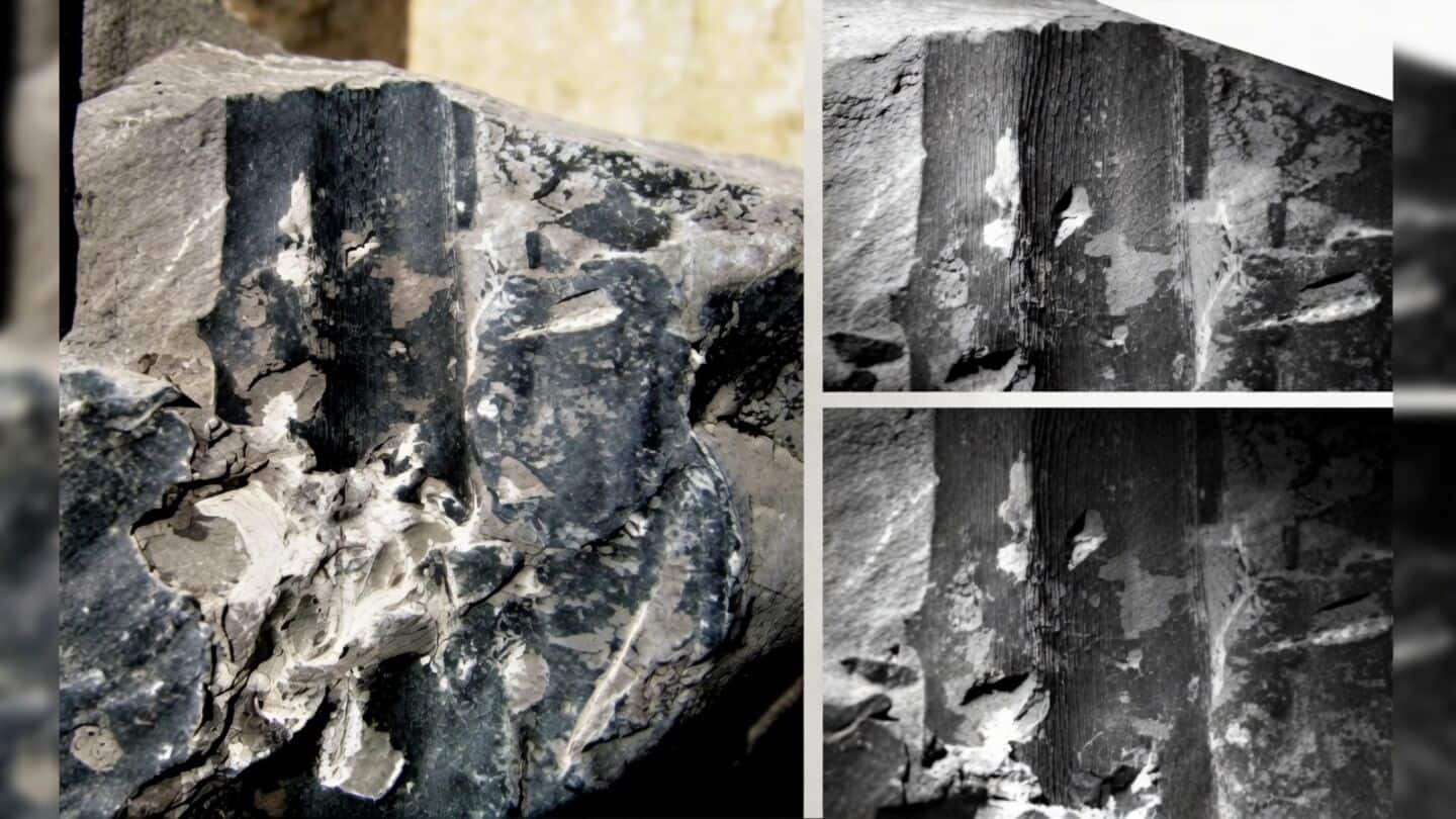Birbal Sahni Institute finds at least 24-million-year-old kevda leaves
