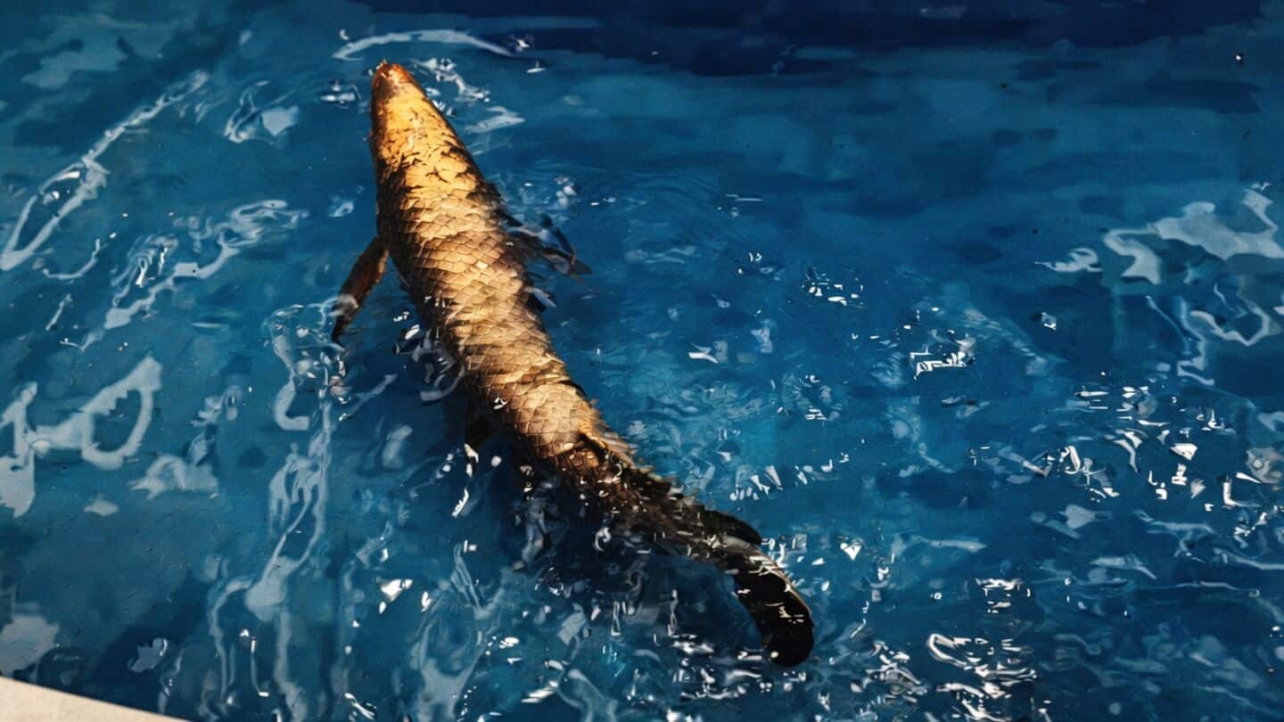 China unveils BG-5 Golden Dragon Fish, fish-like robot in Beijing